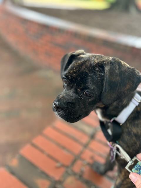 Enlarge LINDY, a Adopted mixed breed in Alpharetta, GA image 3/6