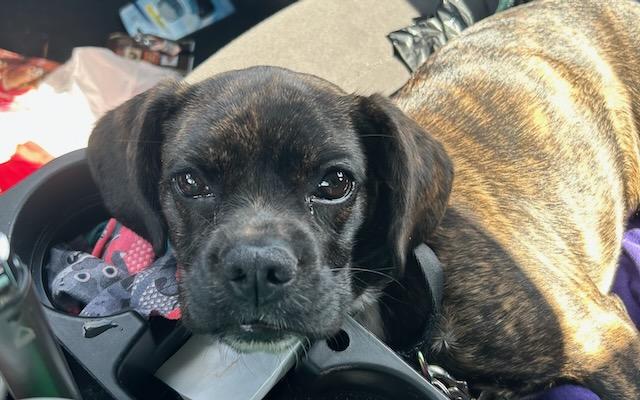 Enlarge LINDY, a Adopted mixed breed in Alpharetta, GA image 4/6