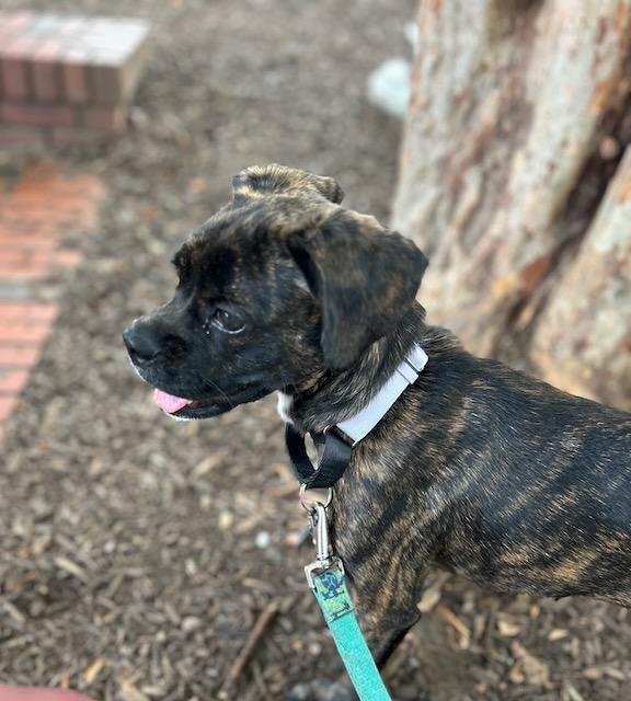 Enlarge LINDY, a Adopted mixed breed in Alpharetta, GA image 5/6