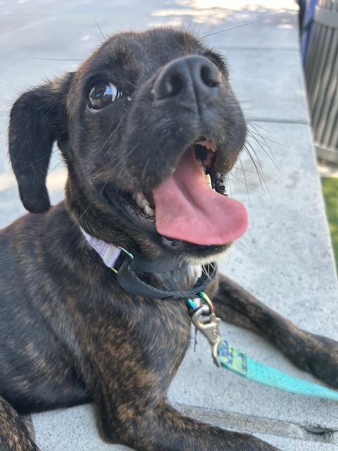 Enlarge LINDY, a Adopted mixed breed in Alpharetta, GA image 6/6