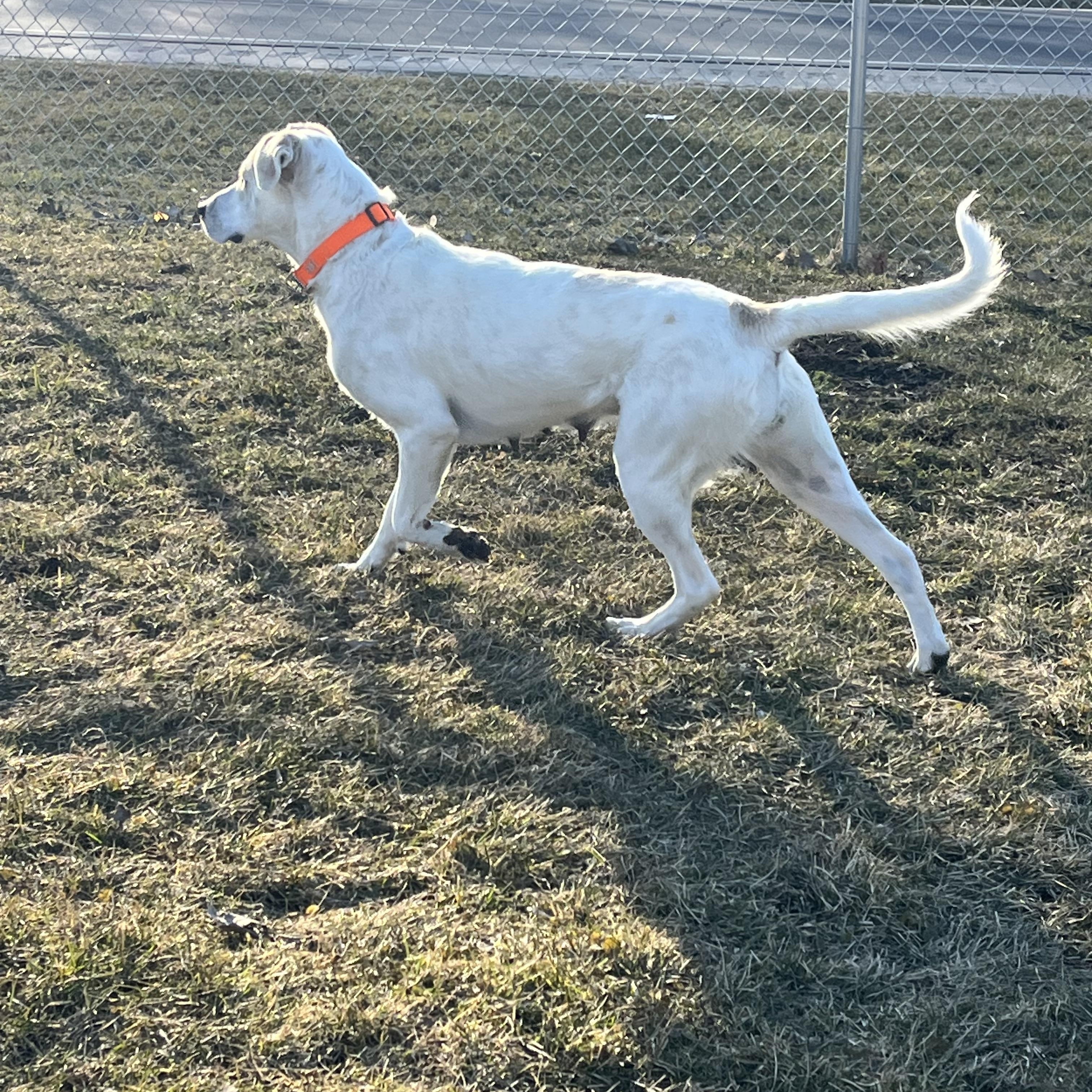 Enlarge Ivy, a ADOPTABLE mixed breed in Kalamazoo, MI image 4/5