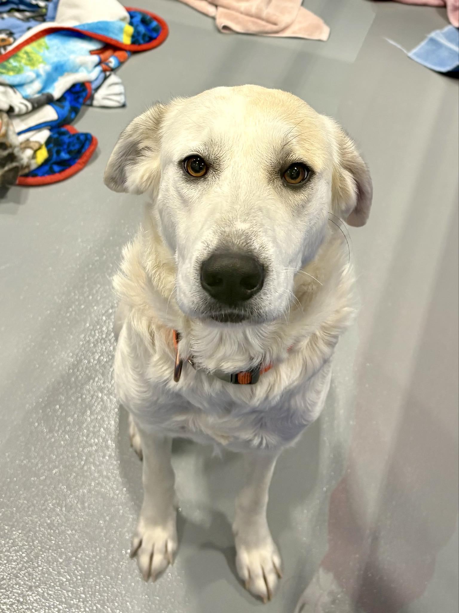 Enlarge Ivy, a ADOPTABLE mixed breed in Kalamazoo, MI image 1/1