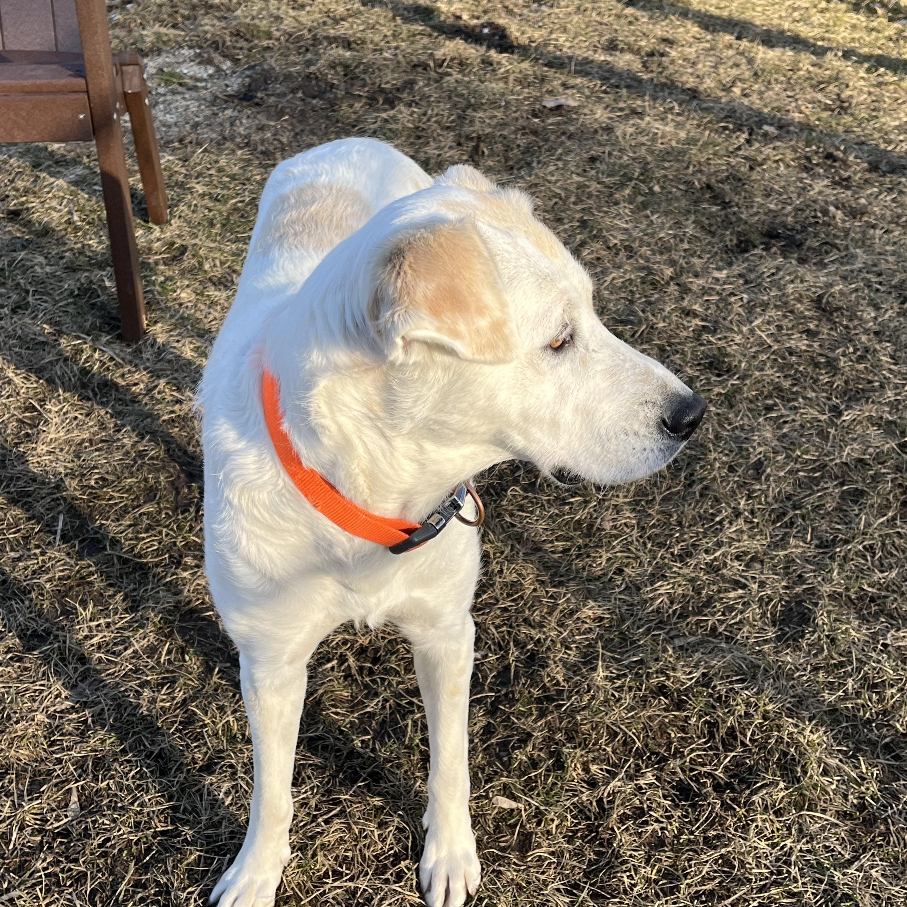 Enlarge Ivy, a ADOPTABLE mixed breed in Kalamazoo, MI image 2/5