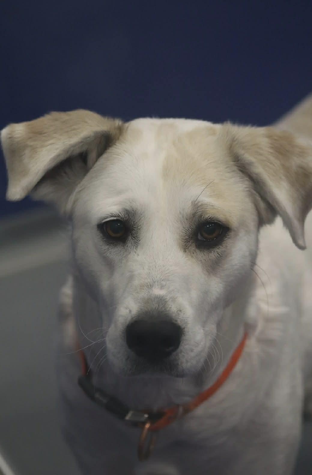 Enlarge Ivy, a ADOPTABLE mixed breed in Kalamazoo, MI image 1/5