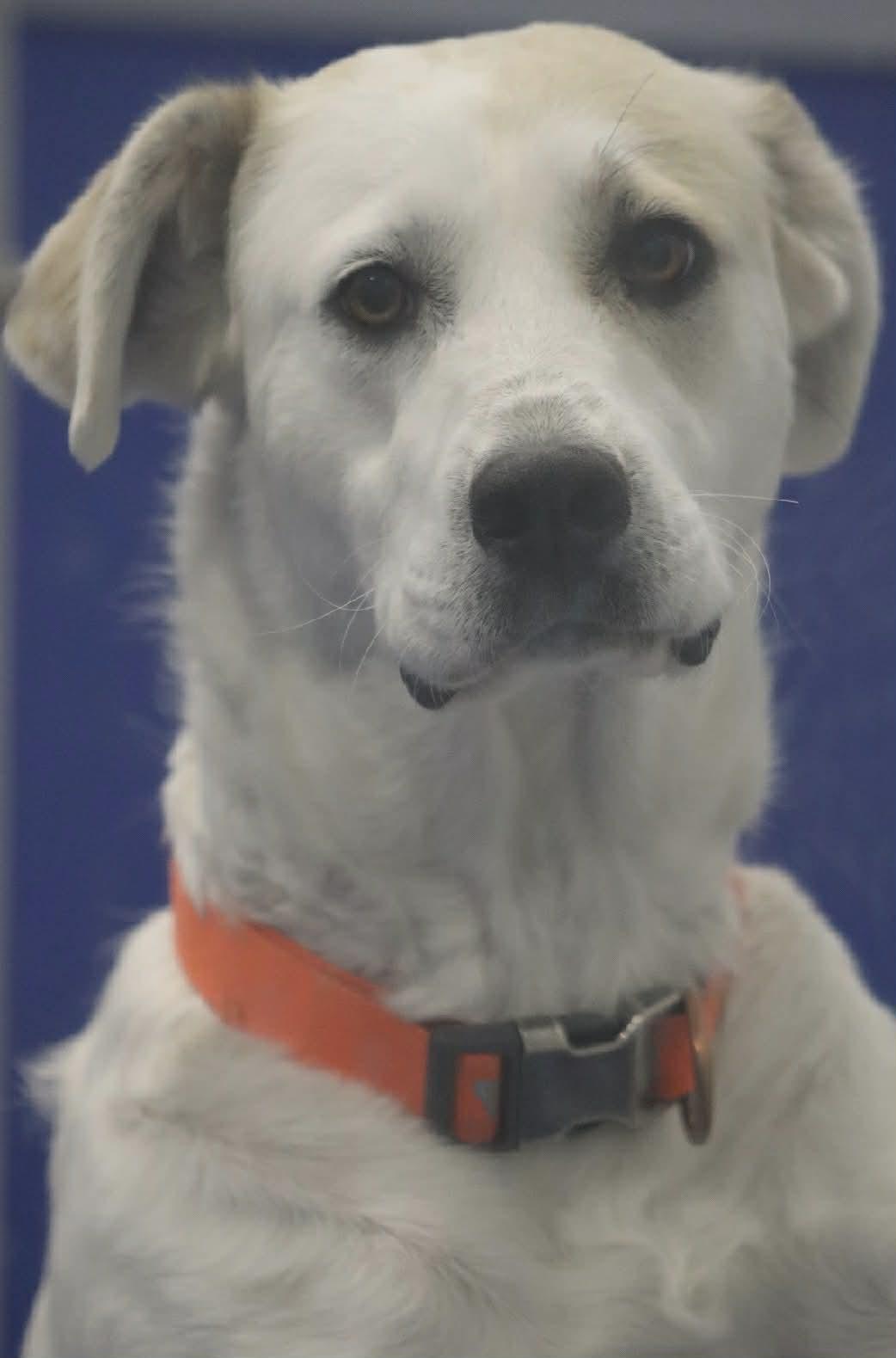 Enlarge Ivy, a ADOPTABLE mixed breed in Kalamazoo, MI image 5/5