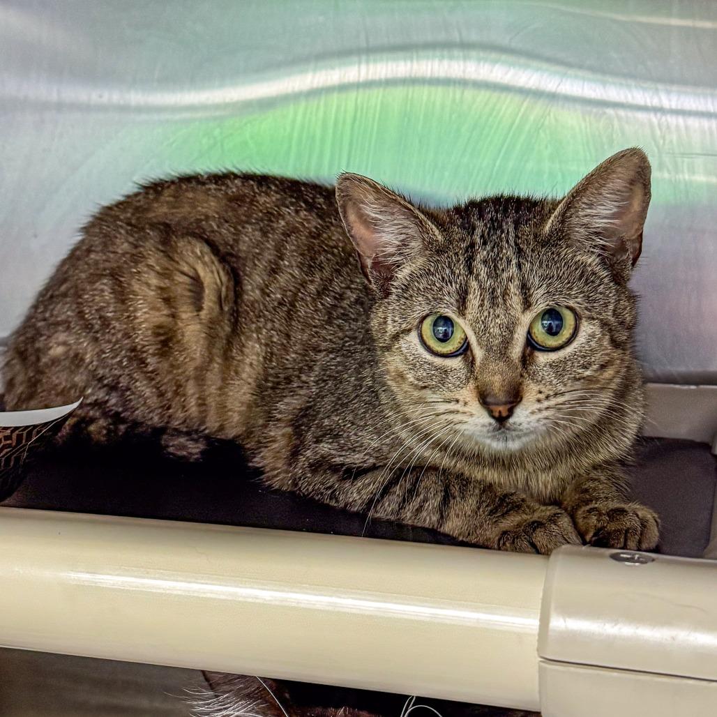 Hecate, Adoptable, Young Female Domestic Short Hair.