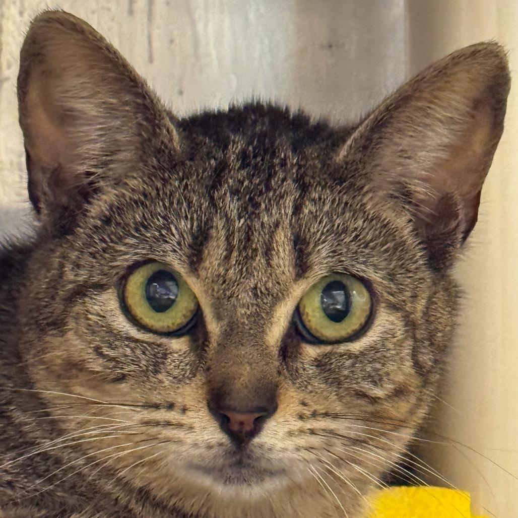 Hecate, a Adoptable Domestic Short Hair in Kennebunk, ME image 2/4