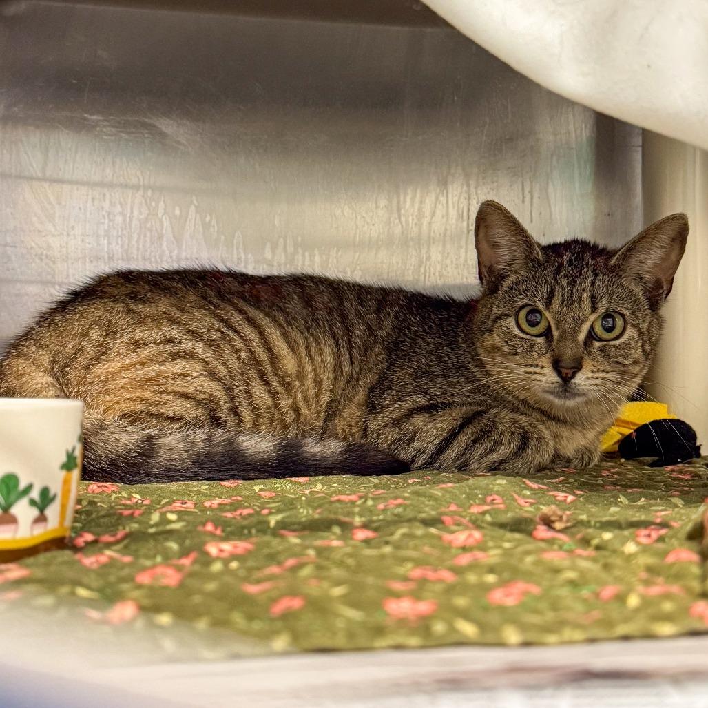Hecate, a Adoptable Domestic Short Hair in Kennebunk, ME image 3/4