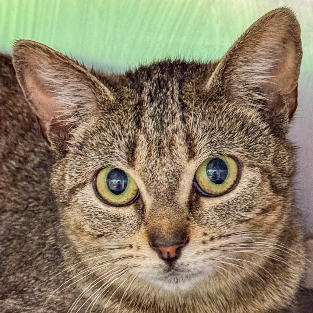 Hecate, a Adoptable Domestic Short Hair in Kennebunk, ME image 4/4