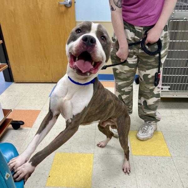Enlarge Cousin, a Adoptable mixed breed in Sioux City, IA image 1/1