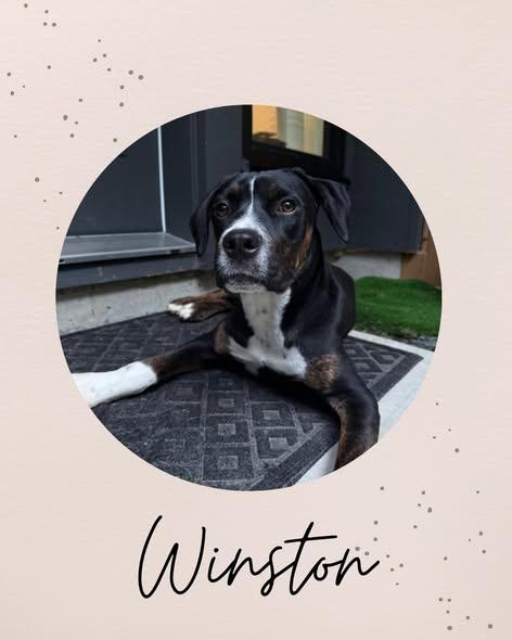 WINSTON, a ADOPTABLE mixed breed in Coquitlam, BC image 1/6