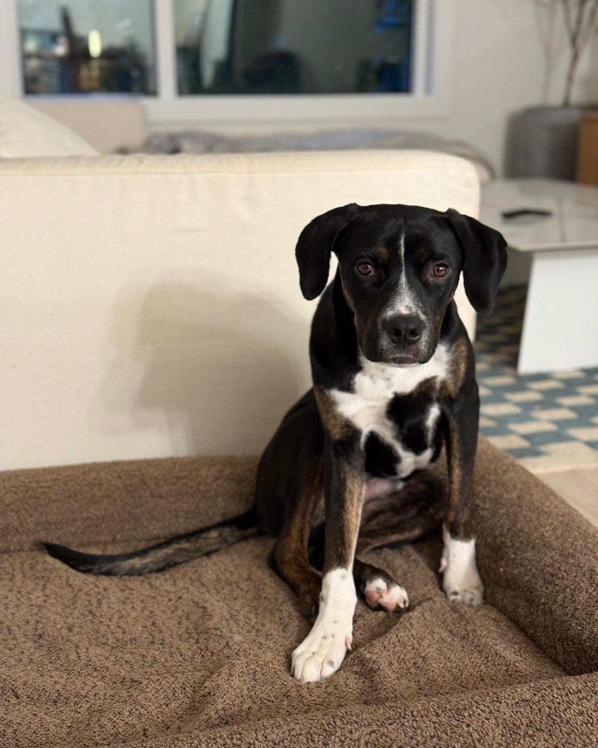 WINSTON, a ADOPTABLE mixed breed in Coquitlam, BC image 6/6