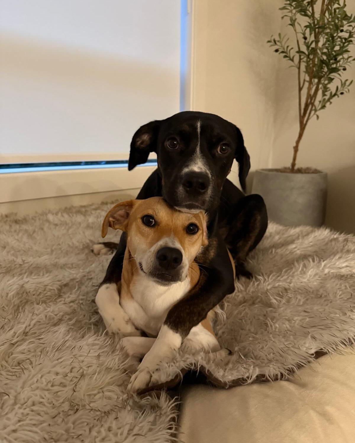 WINSTON, a ADOPTABLE mixed breed in Coquitlam, BC image 2/6