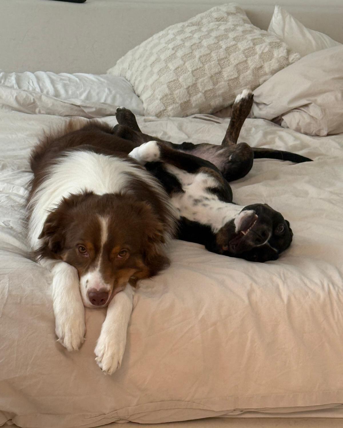 WINSTON, a ADOPTABLE mixed breed in Coquitlam, BC image 3/6