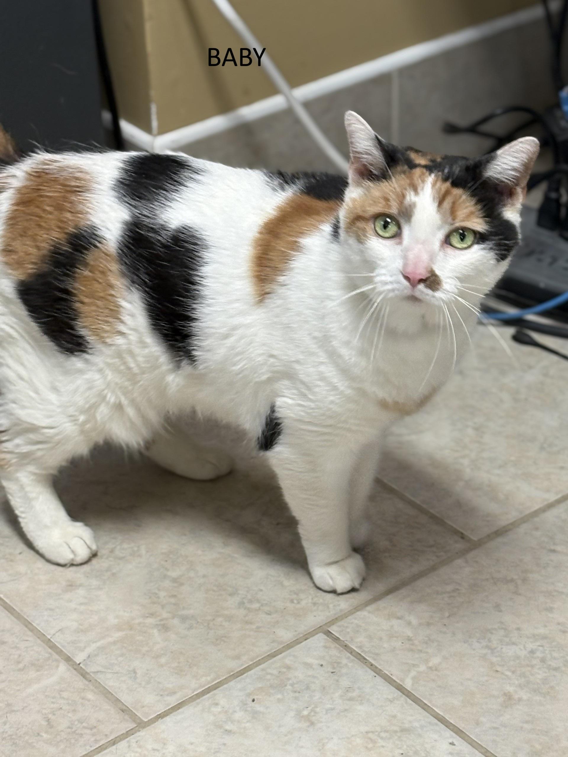 Enlarge Baby, an adopted Domestic Short Hair in Vernon, NJ image 1/1