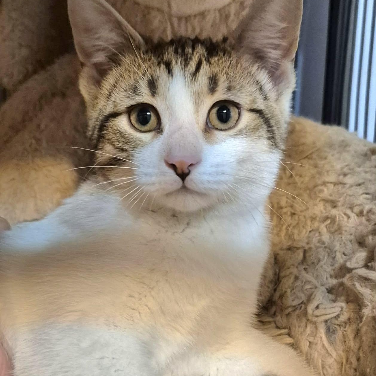 Hughie - Sweet & Playful! , adoptable, Kitten Male Domestic Short Hair.