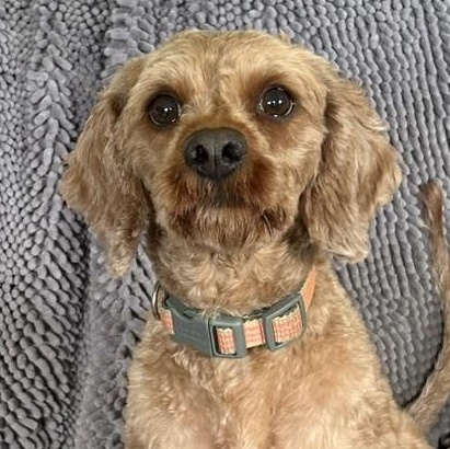 West, Adoptable, Adult Male Cavalier King Charles Spaniel & Poodle.