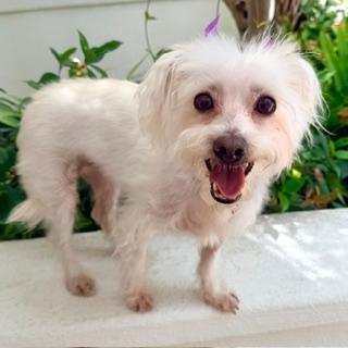 Enlarge CHANTILLY, a ADOPTABLE mixed breed in Santa Monica, CA image 3/3
