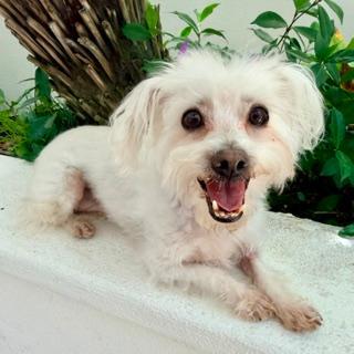 CHANTILLY, ADOPTABLE, Adult Female Maltese.