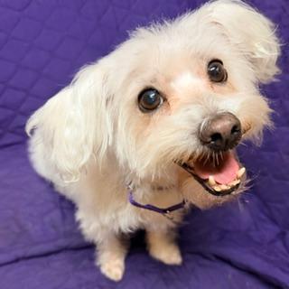 Enlarge CHANTILLY, a ADOPTABLE mixed breed in Santa Monica, CA image 2/3
