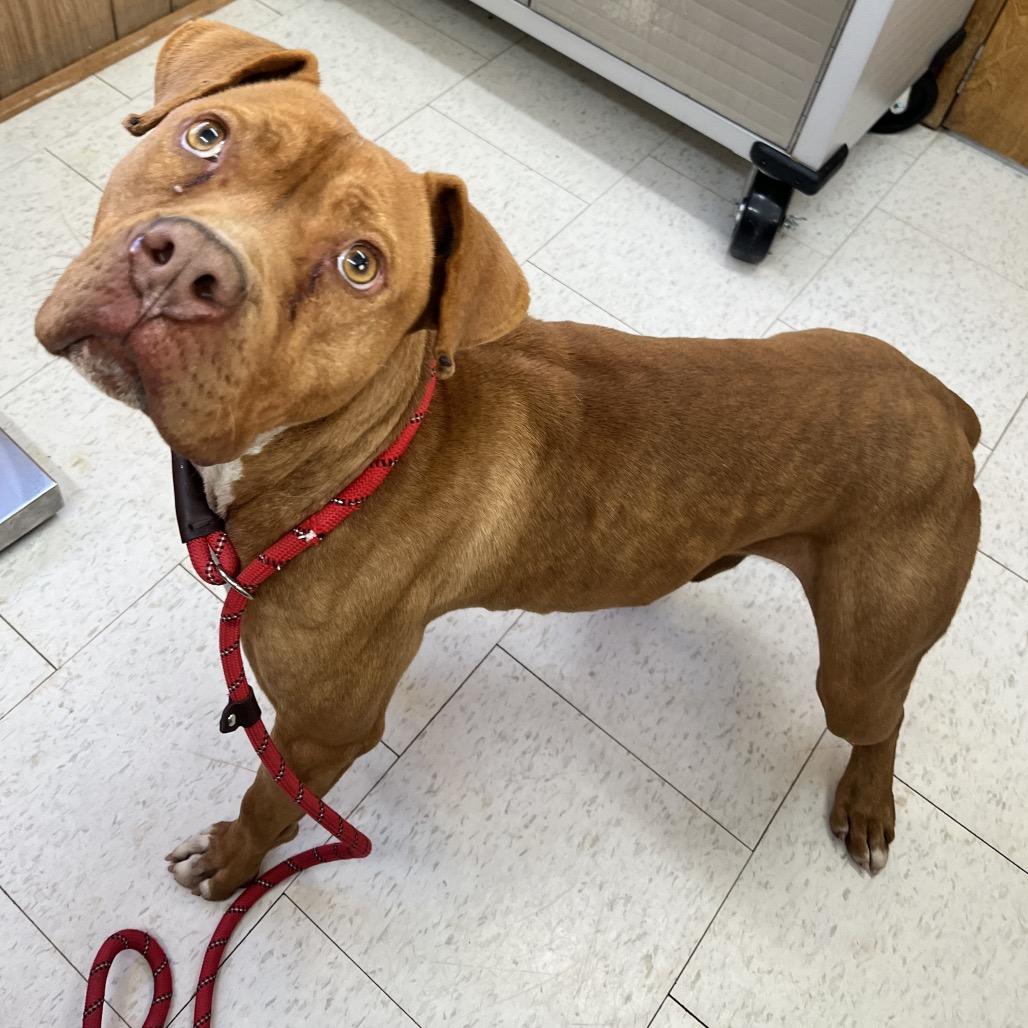 Drip Jr, a Adoptable Mixed Breed in Columbiana, AL image 1/6