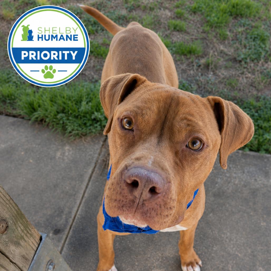 Drip Jr, Adoptable, Adult Male Mixed Breed.