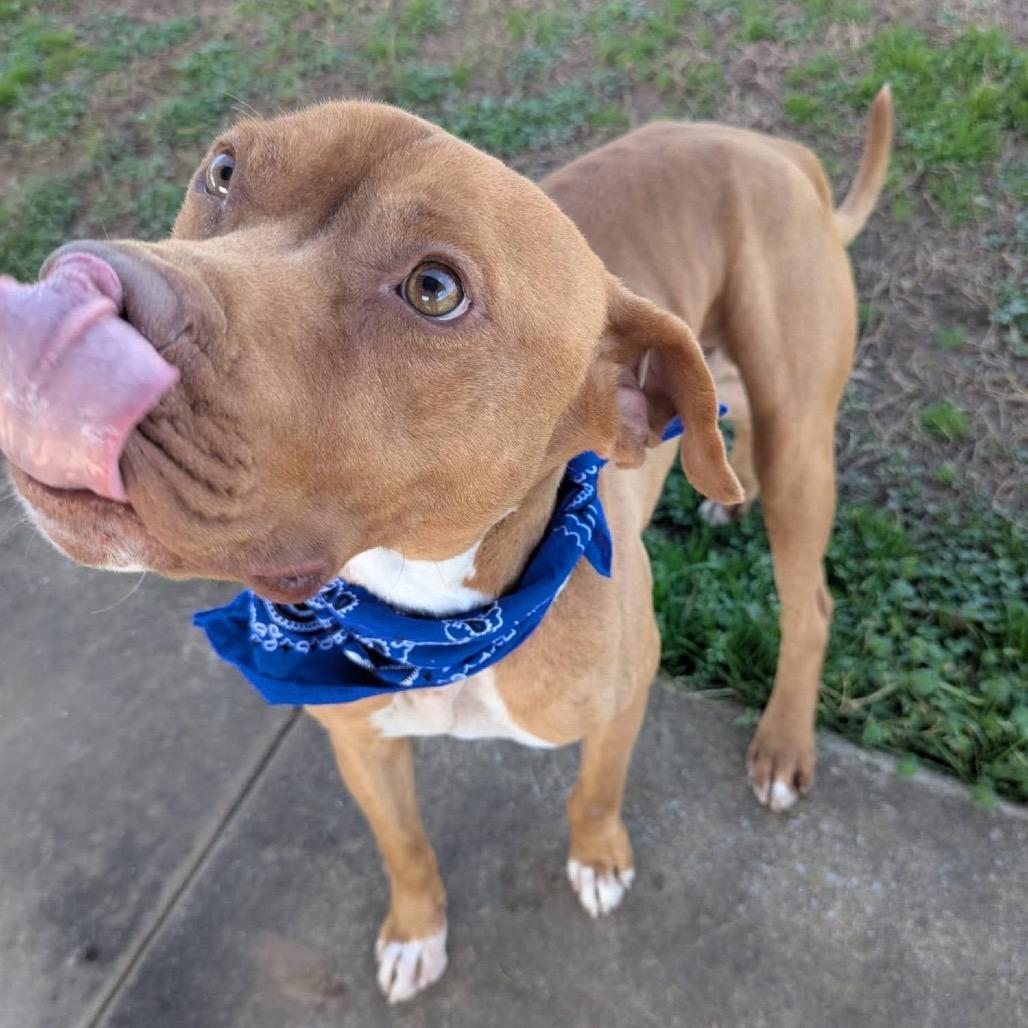 Drip Jr, a Adoptable Mixed Breed in Columbiana, AL image 2/6