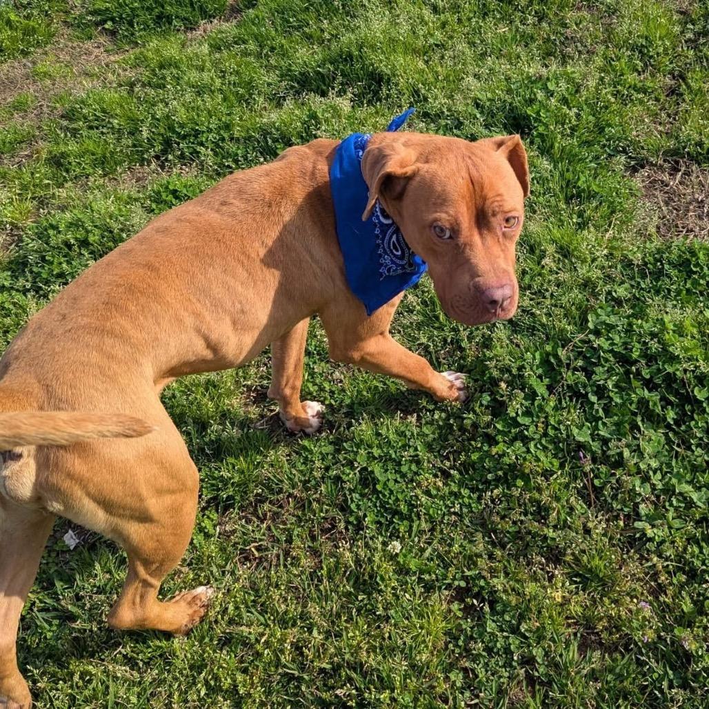 Drip Jr, a Adoptable Mixed Breed in Columbiana, AL image 4/6