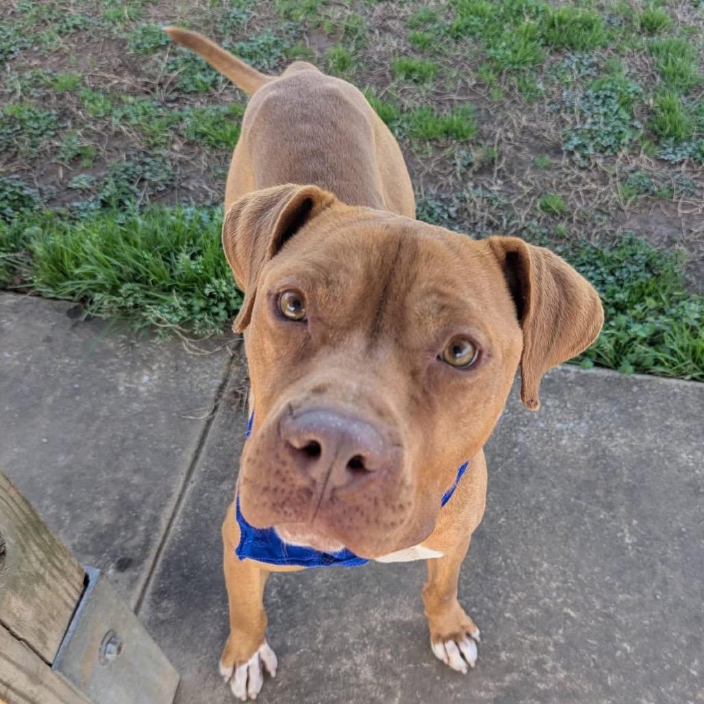 Drip Jr, a Adoptable Mixed Breed in Columbiana, AL image 6/6