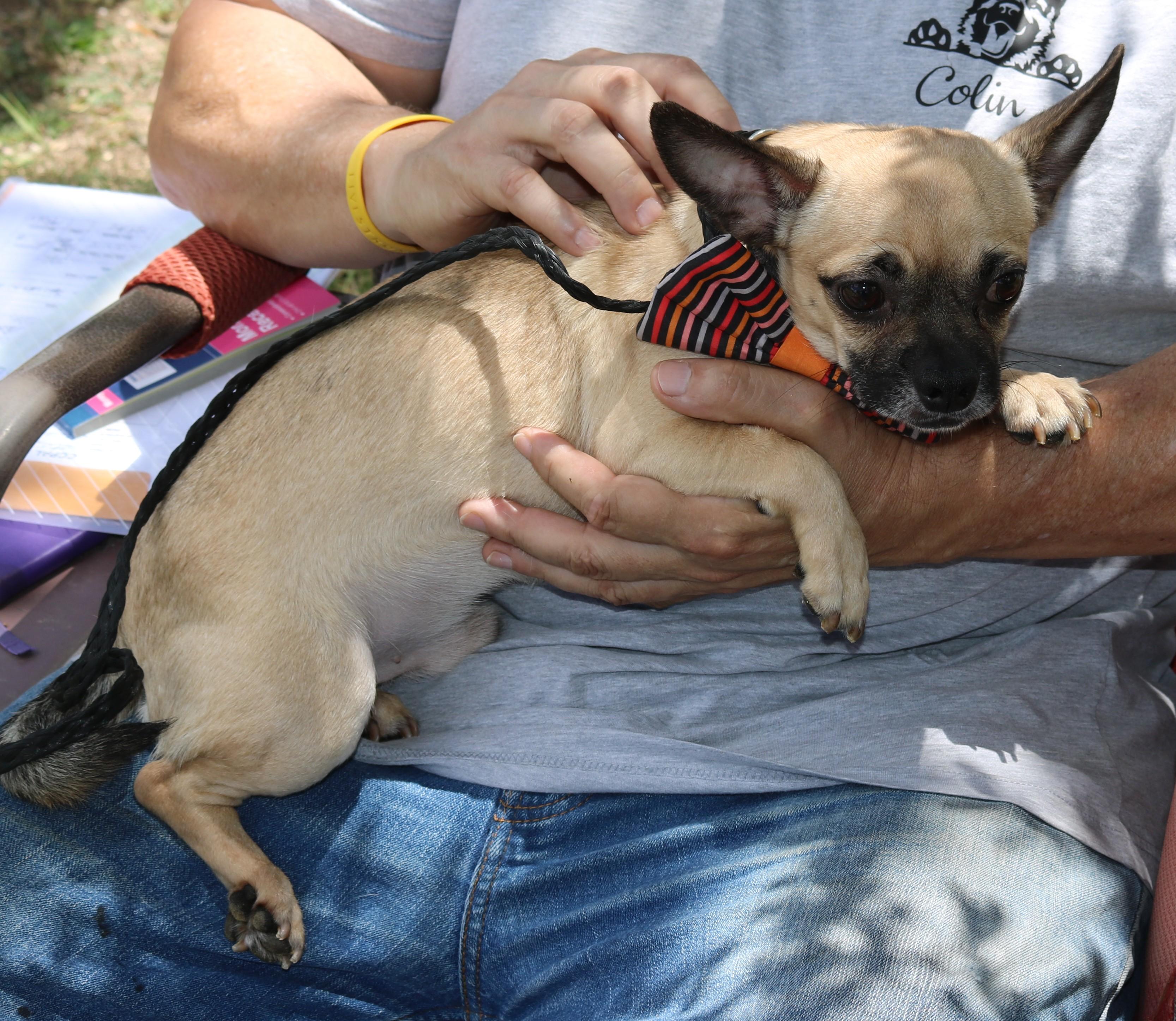 Enlarge Nutz, a Adoptable Chug in Bandera, TX image 2/5