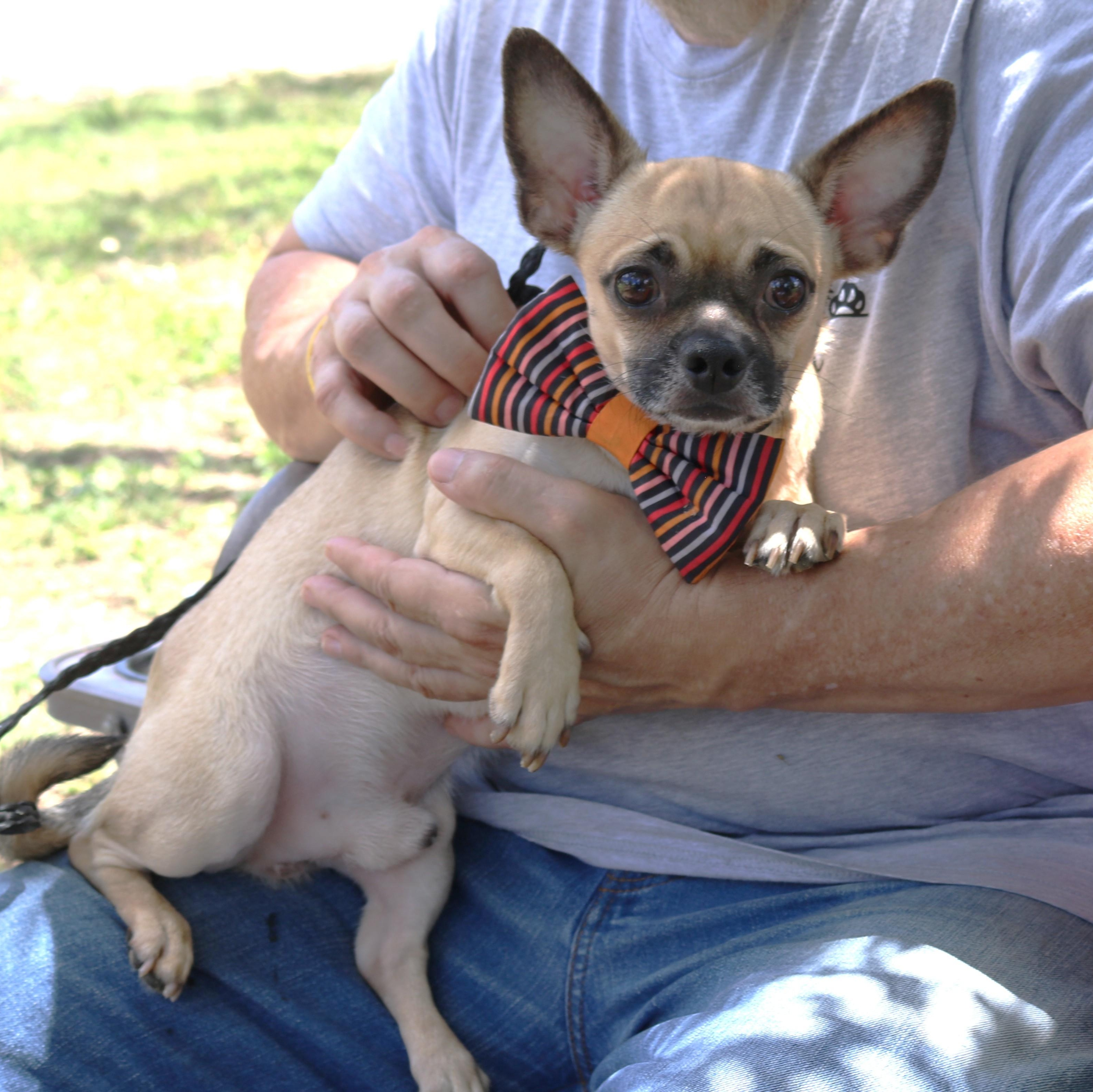 Enlarge Nutz, a Adoptable Chug in Bandera, TX image 1/5