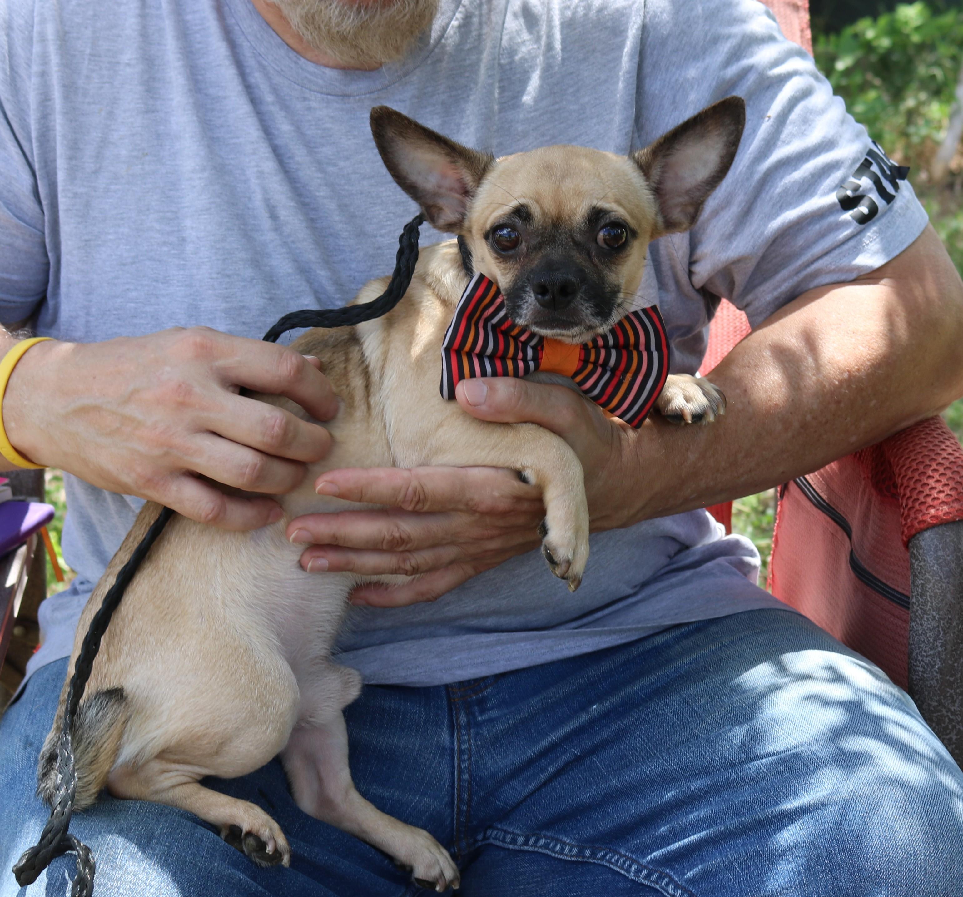 Enlarge Nutz, a Adoptable Chug in Bandera, TX image 3/5