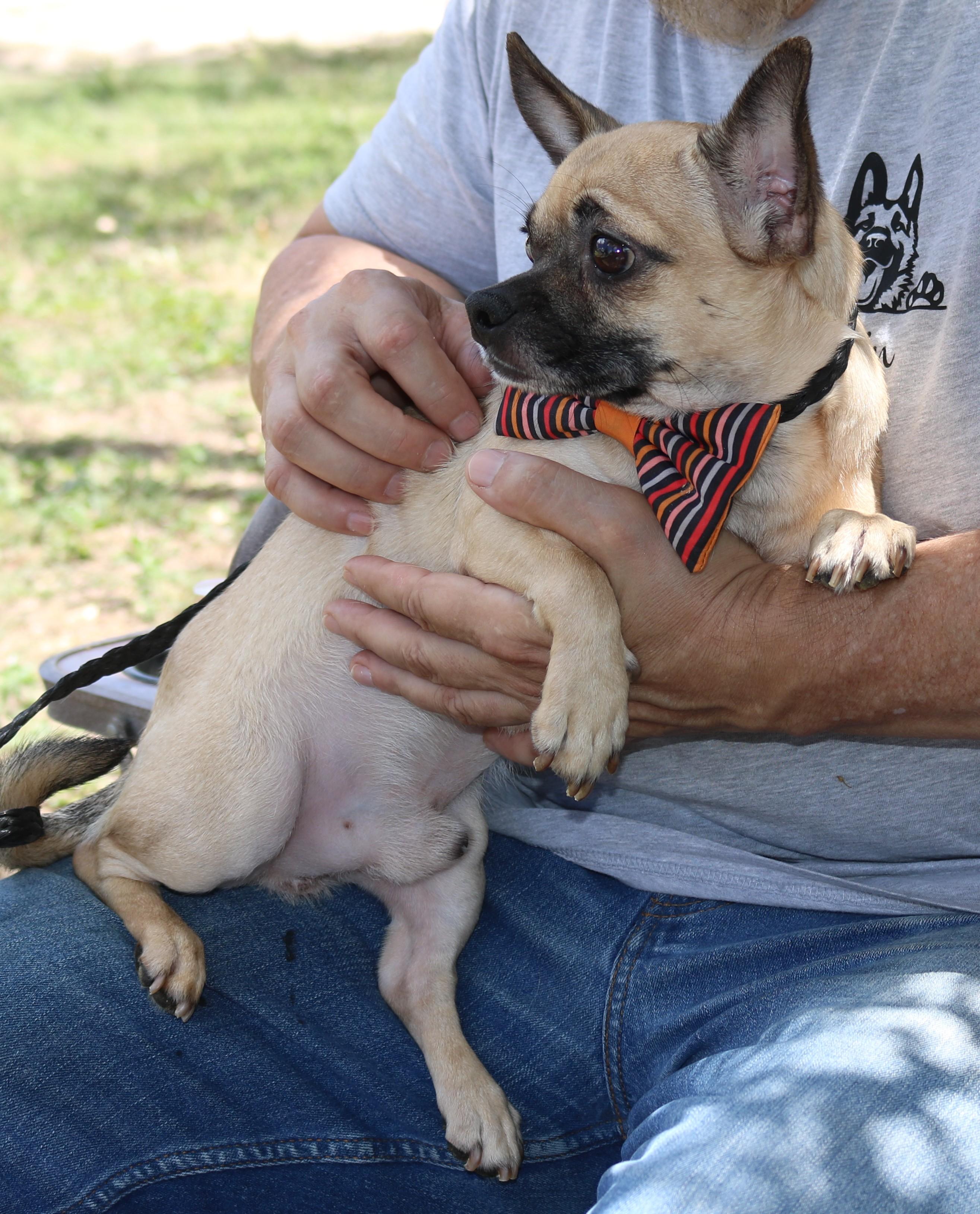 Enlarge Nutz, a Adoptable Chug in Bandera, TX image 4/5
