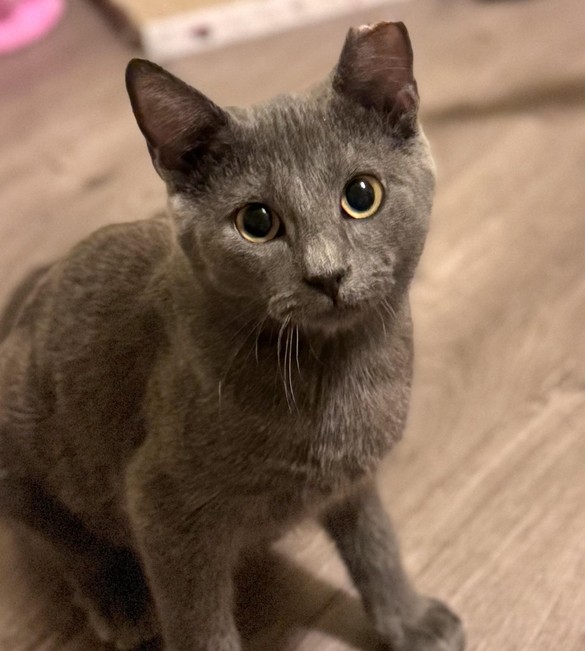 Summer, an adoptable Domestic Short Hair in Warsaw, MO image 2/4