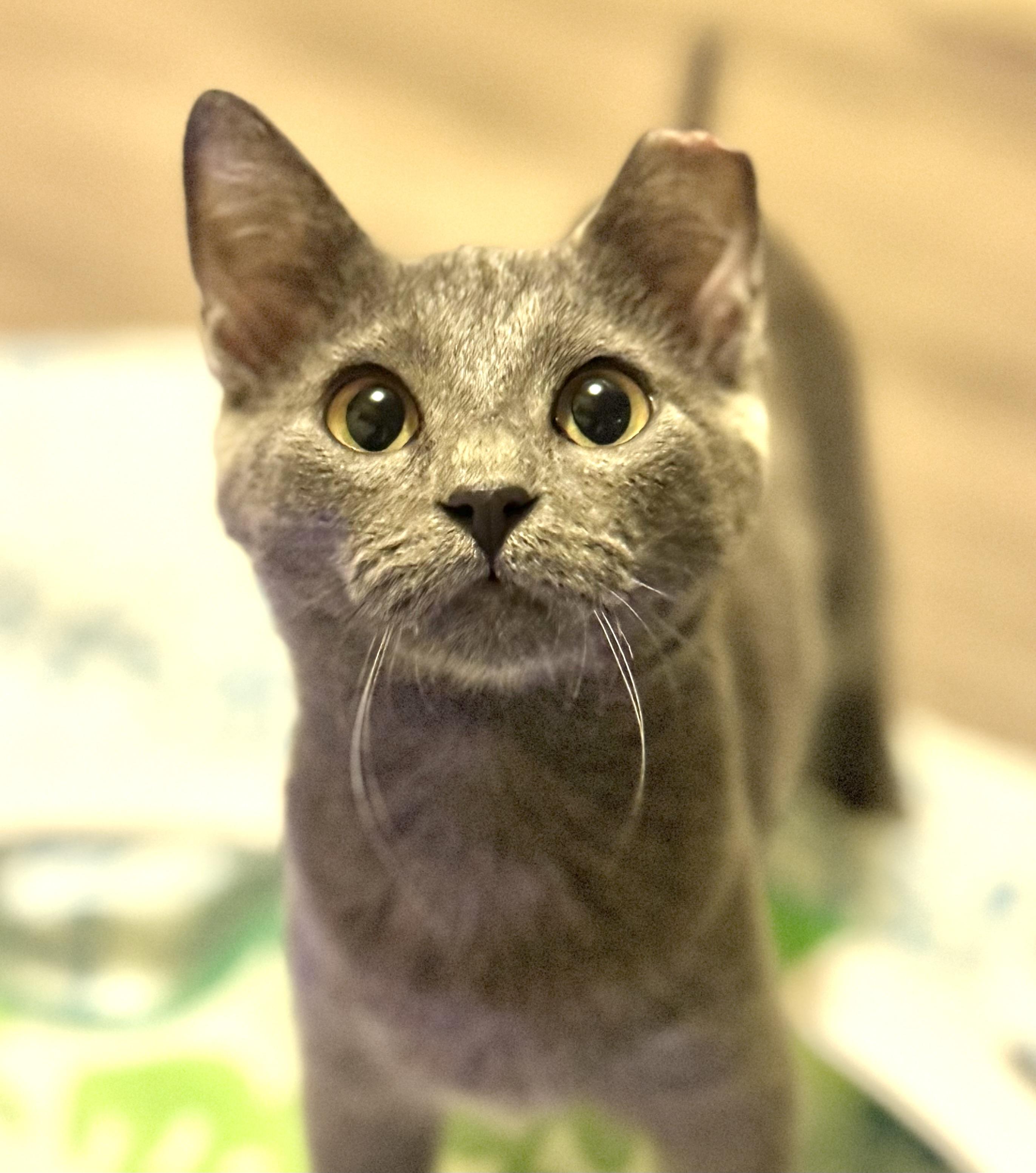Summer, an adoptable Domestic Short Hair in Warsaw, MO image 3/4