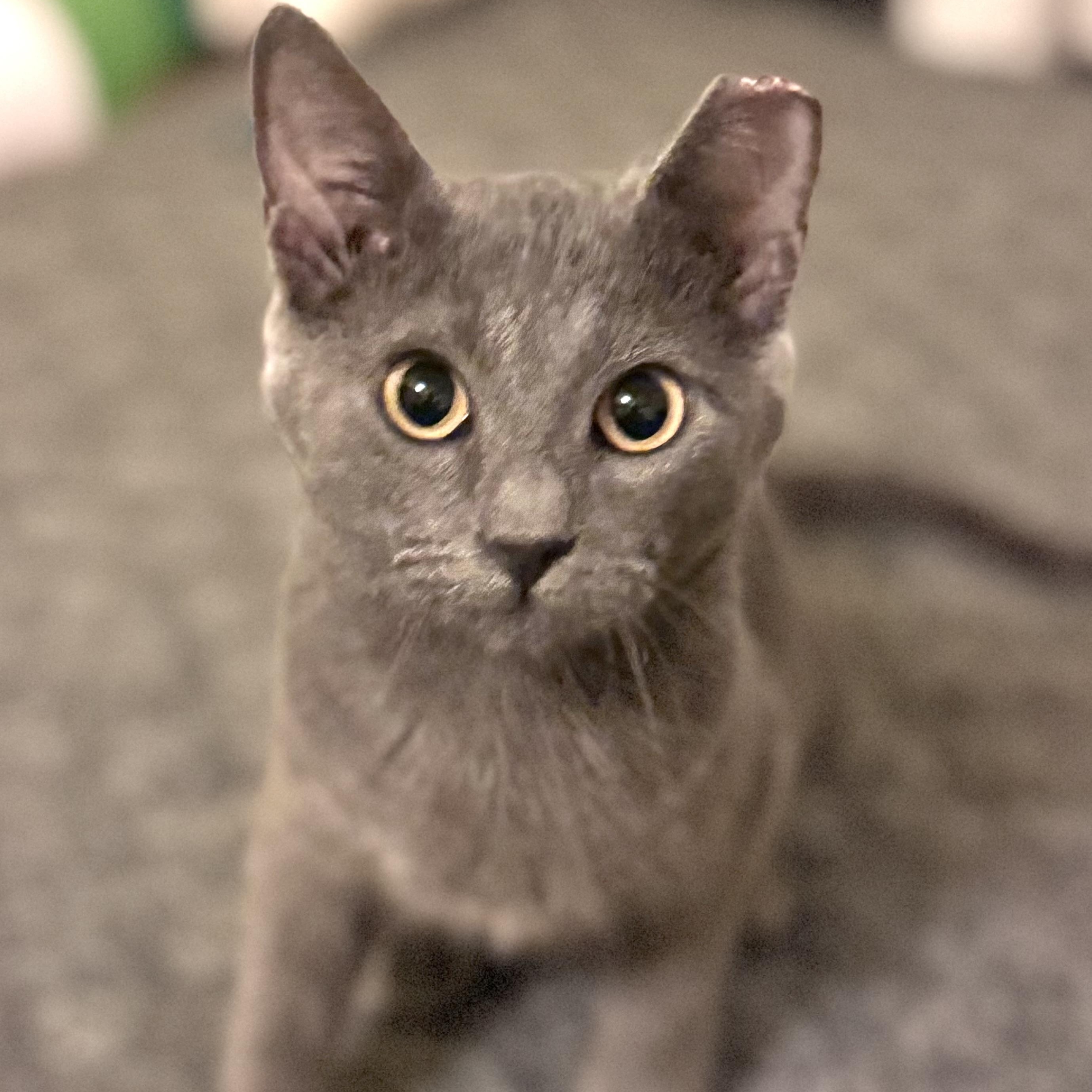 Summer, an adoptable Domestic Short Hair in Warsaw, MO image 1/4