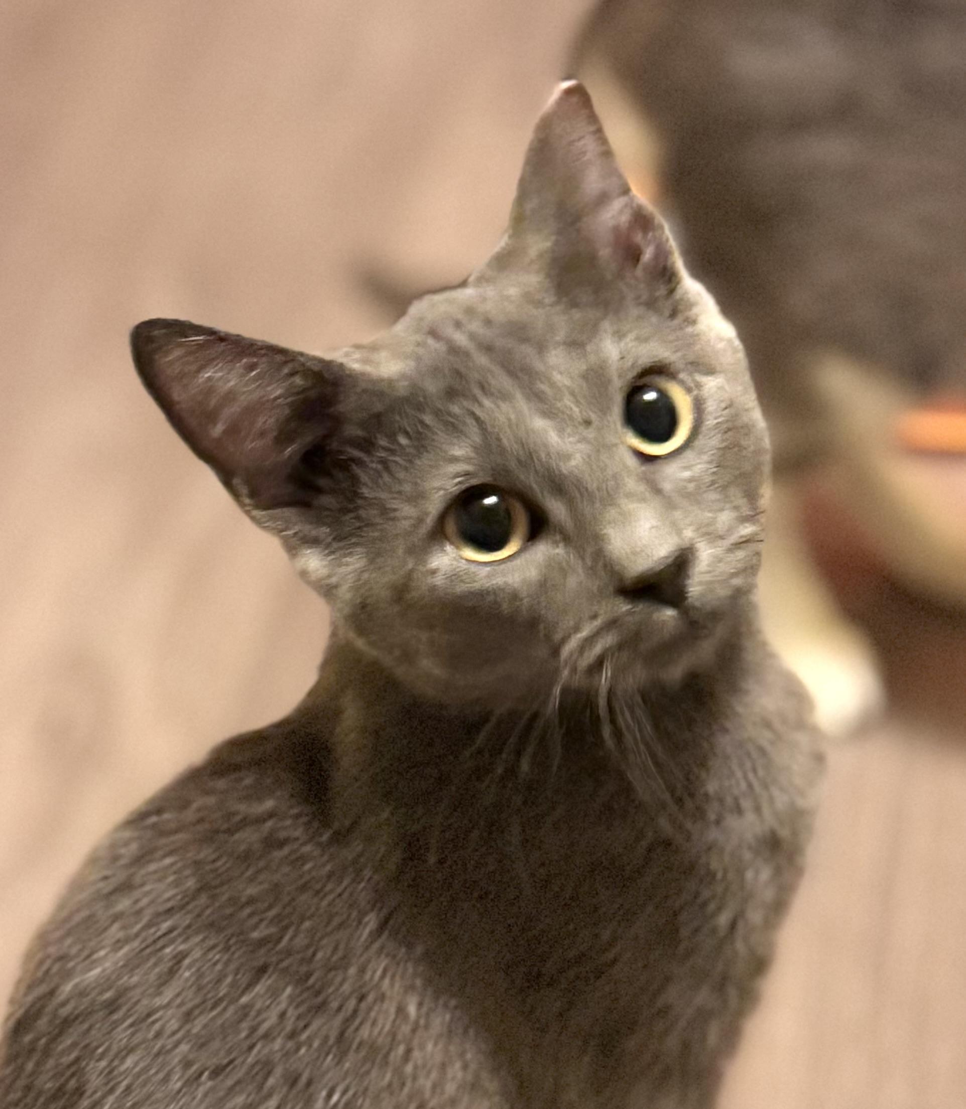 Summer, an adoptable Domestic Short Hair in Warsaw, MO image 4/4