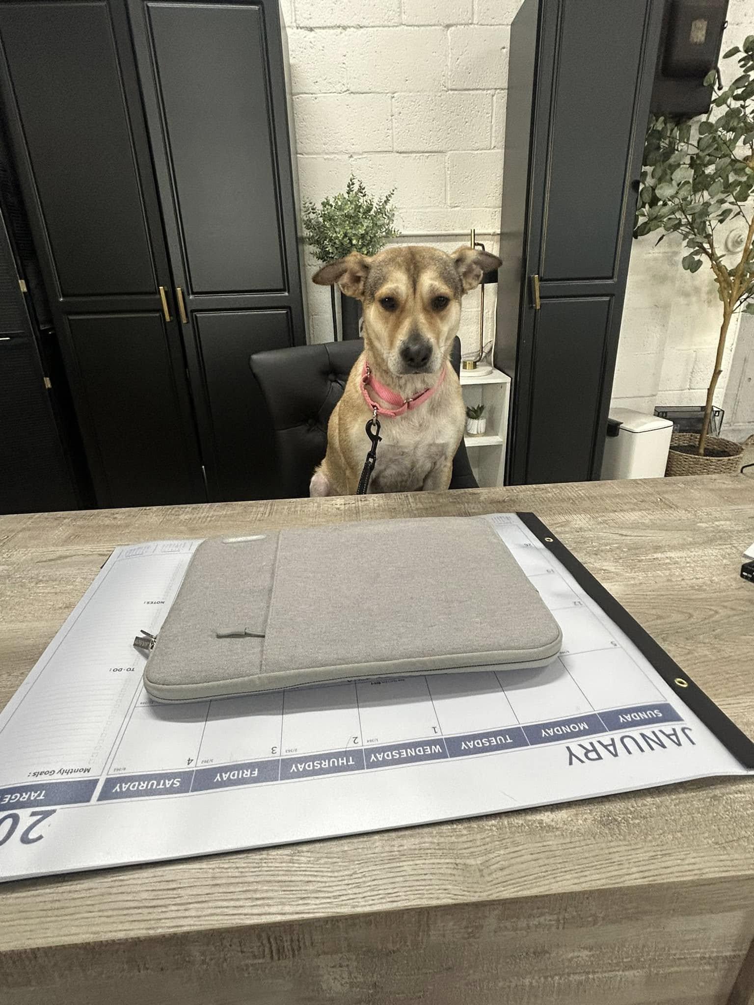 Enlarge Belle, a Adopted mixed breed in Appleton, WI image 3/6