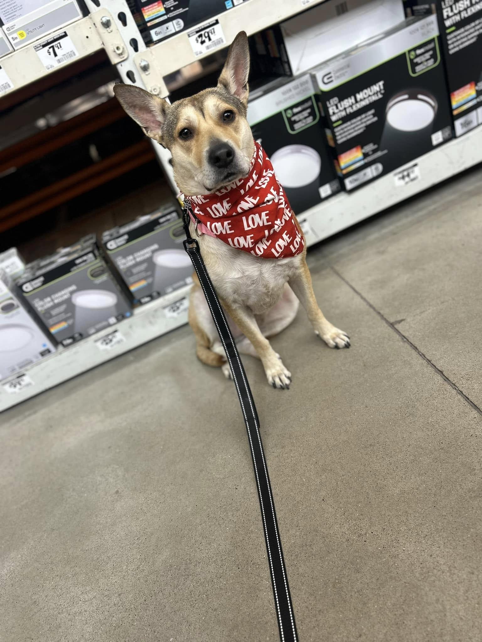 Enlarge Belle, a Adopted mixed breed in Appleton, WI image 4/6