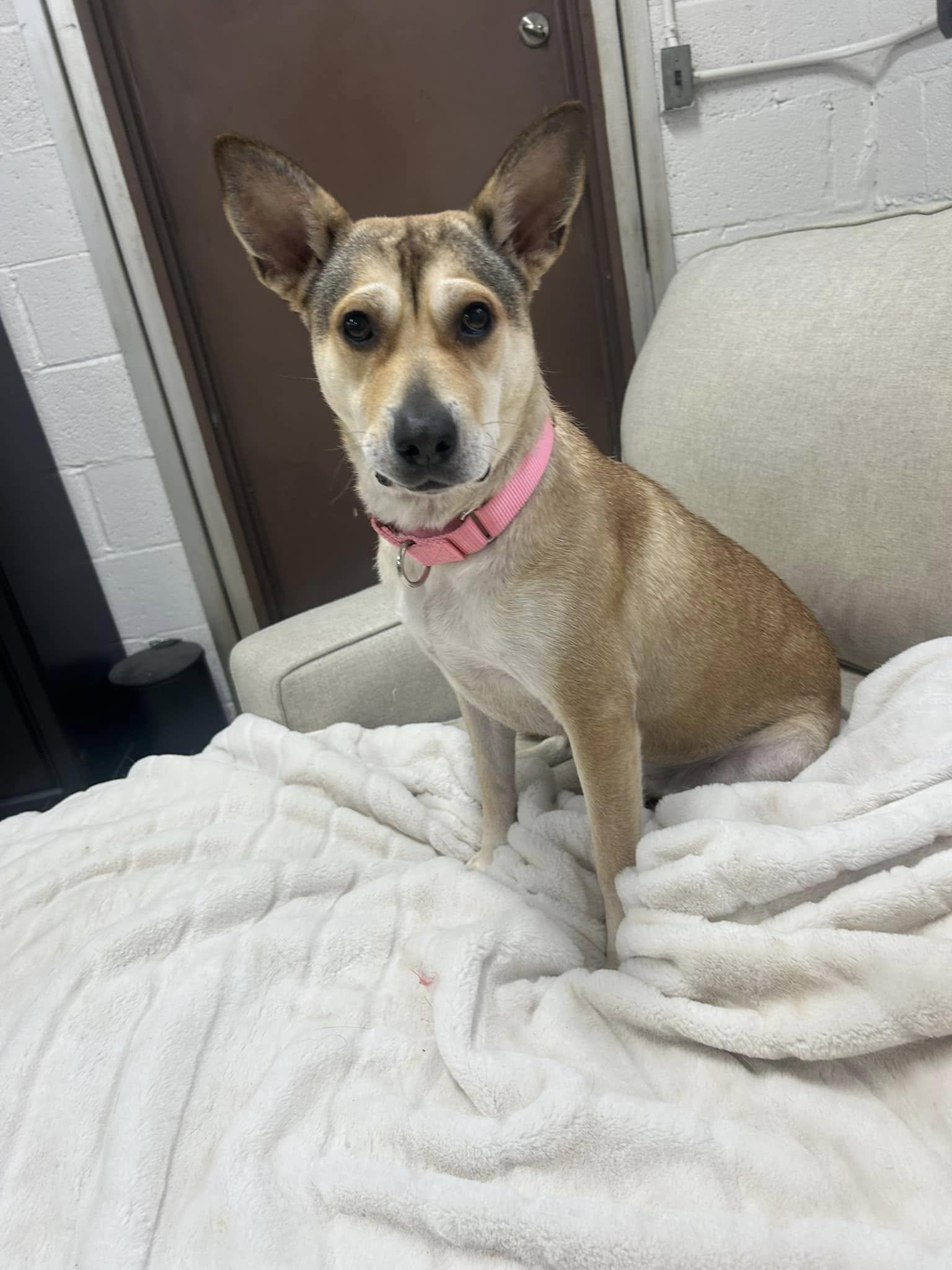 Belle, Adopted, Young Female Labrador Retriever.