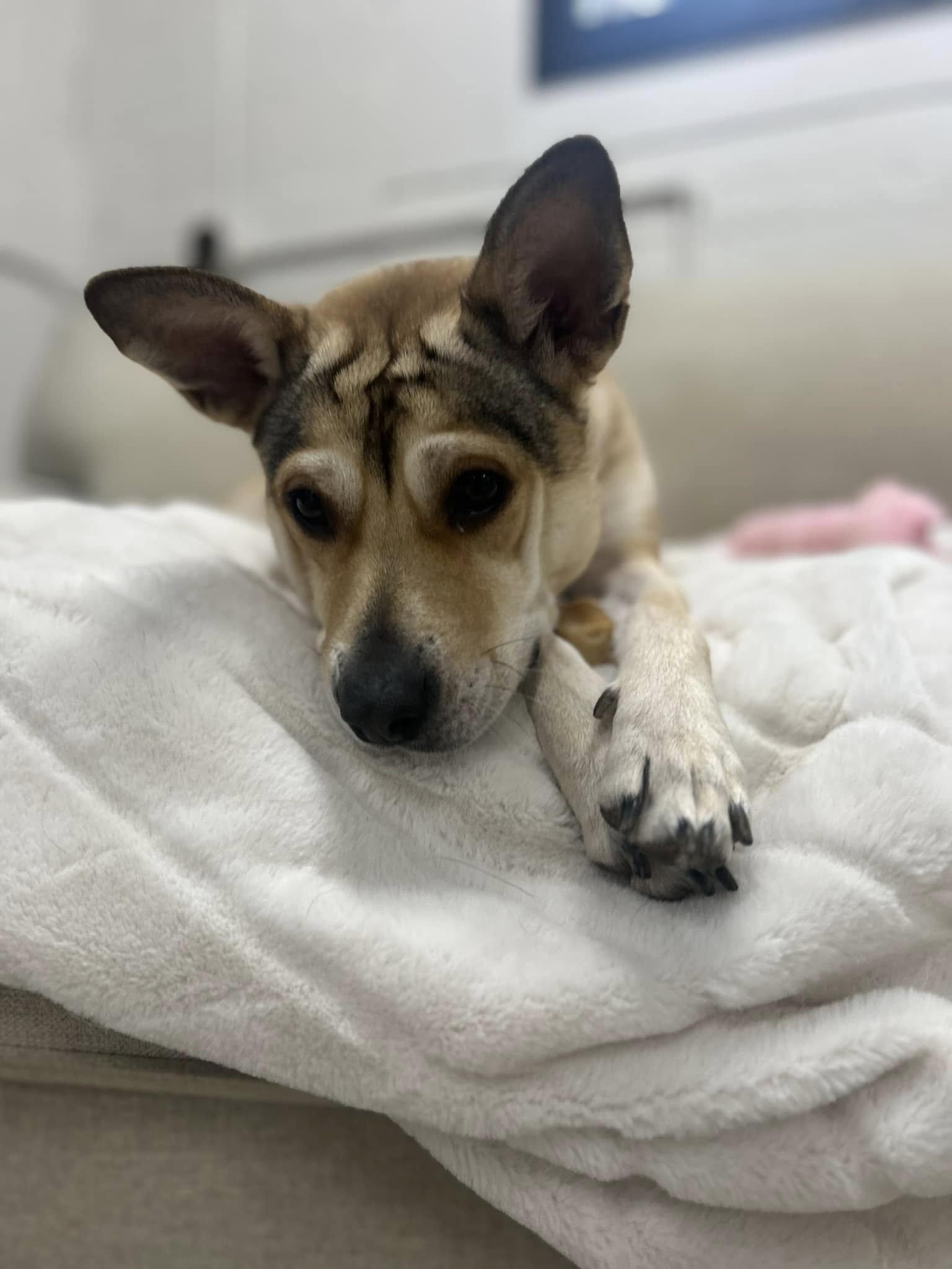 Enlarge Belle, a Adopted mixed breed in Appleton, WI image 2/6