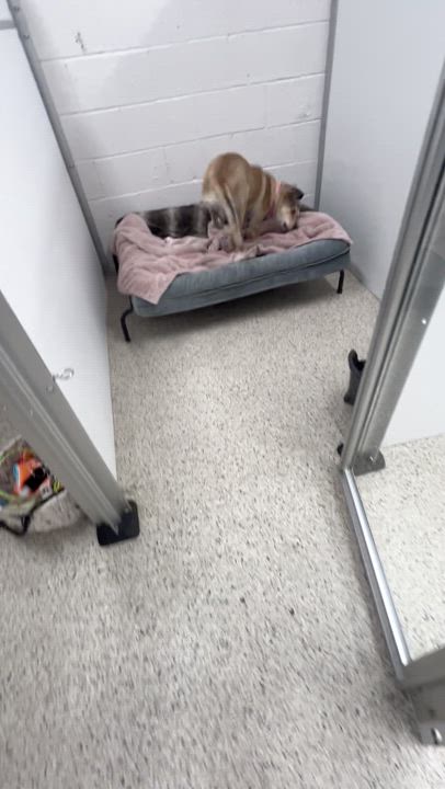 Enlarge Belle, a Adopted mixed breed in Appleton, WI video 5/6