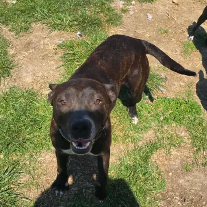 Enlarge Mami, a Adoptable Pit Bull Terrier in Rogersville, MO image 2/3