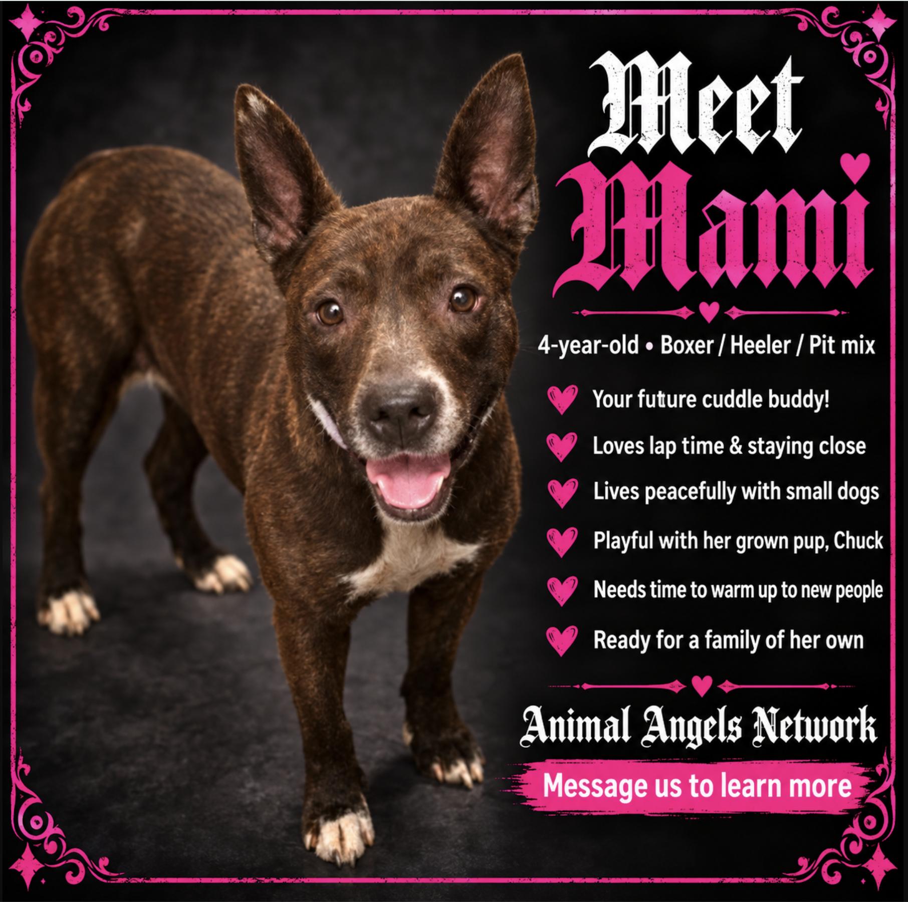 Mami, Adoptable, Adult Female Pit Bull Terrier.