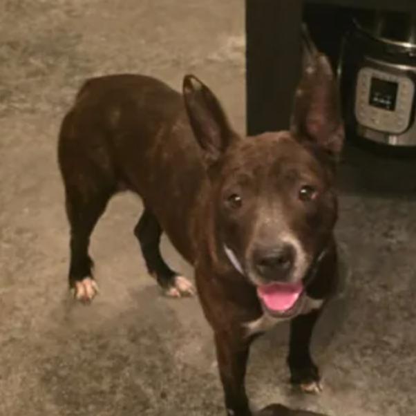 Enlarge Mami, a Adoptable Pit Bull Terrier in Rogersville, MO image 3/3