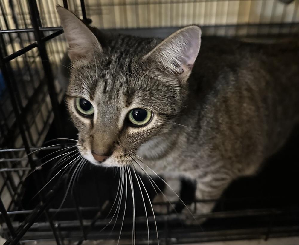 Enlarge Sidekick, a Adoptable Domestic Short Hair in Carrollton, VA image 1/6