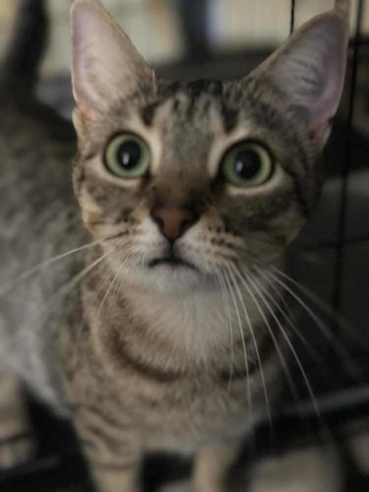 Enlarge Sidekick, a Adoptable Domestic Short Hair in Carrollton, VA image 4/6