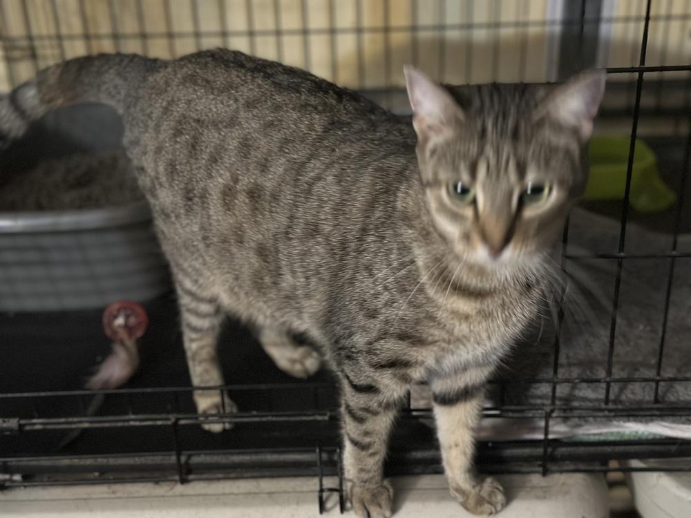 Enlarge Sidekick, a Adoptable Domestic Short Hair in Carrollton, VA image 5/6