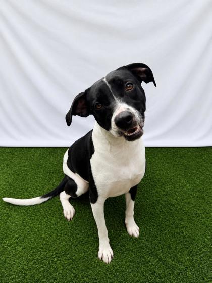 Millie (Leprechaun), Adoptable, Adult Female Mixed Breed & Mixed Breed.