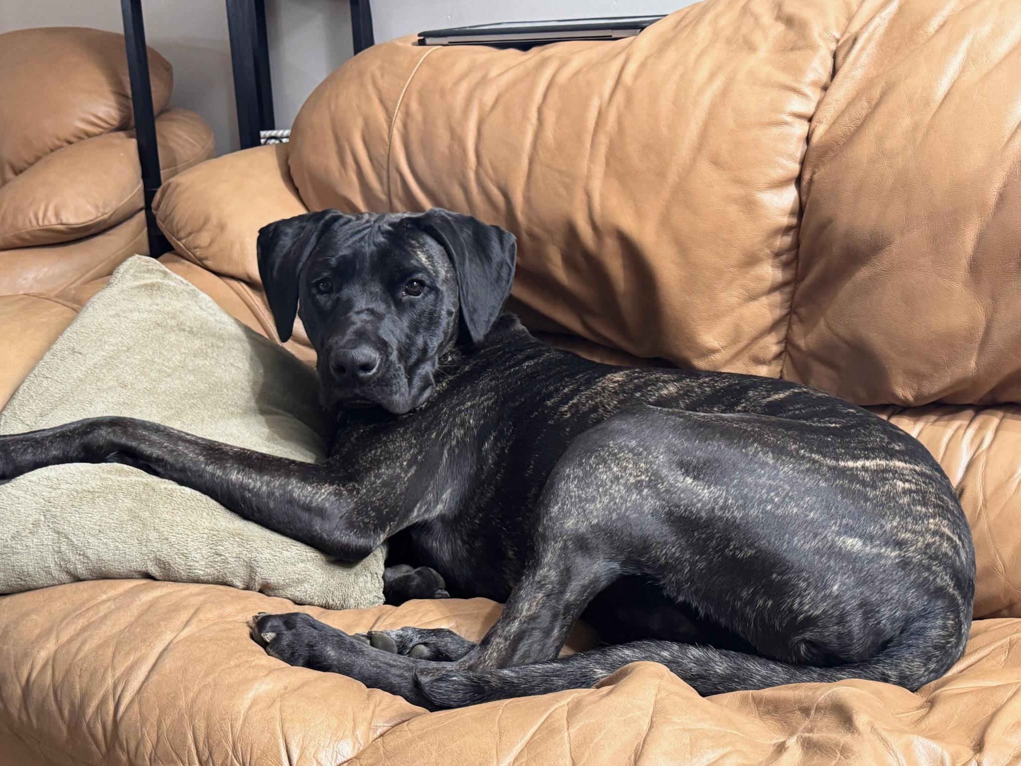 Enlarge Arlo, a Adoptable mixed breed in Warrington, PA image 3/6
